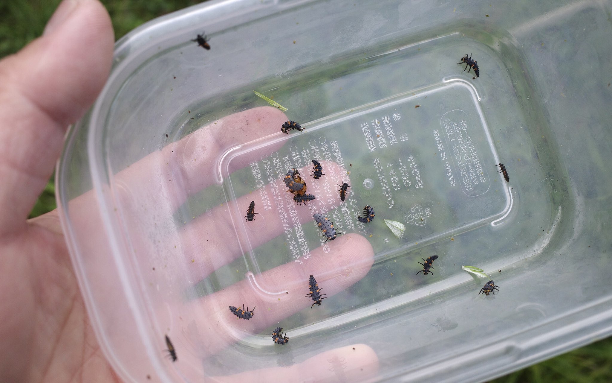 カルクウ 水耕栽培クレソン 縦に伸び続けて自重に耐えられなくなったのか根元から曲がった 根の張りが弱かったためか横に広がる戦略なのかは分からない アブラムシも見る間に増えてなんだかもうハチャメチャ T Co O6sysswzkv Twitter