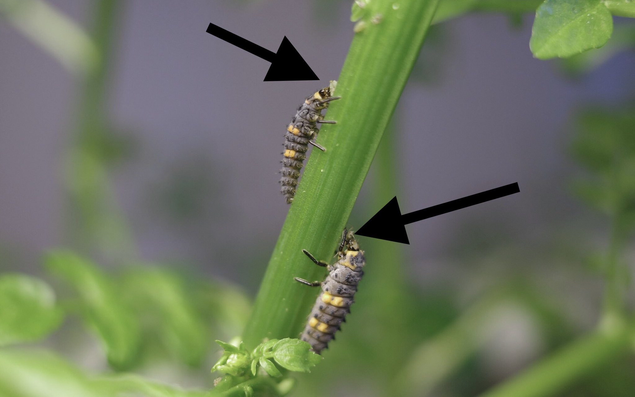 カルクウ 水耕栽培クレソン アブラムシが全体に増えて手に負えないのでテントウムシ幼虫を投入 あんまり期待してなかったけど クレソンの茎を登るやムシャムシャ食ったり蹴散らしたりで3日と経たず駆逐してしまった 凄いコレが天敵というものか