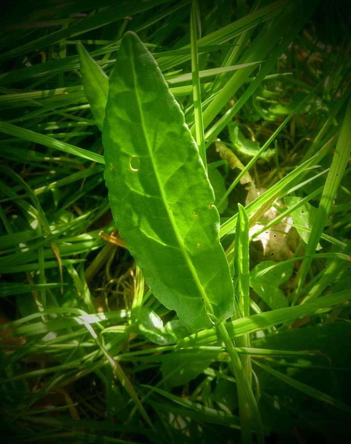 BlairvadachStew's tweet image. Day 3 - Common Sorrel (tastes like Granny Smith apples) #7DaysOfNature 

#nomnomnom

My theme - #EdibleScotland

#FoodForFree #Foraging #Sorrel