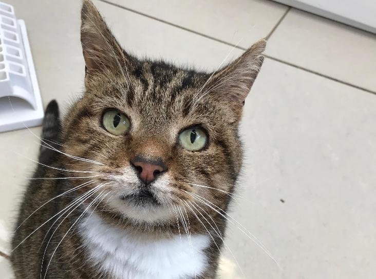 I am sharing animals that are for adoption in the UK with registered charities.  Most will need adoption after lockdown though the RSPCA have started distance adoptions in England. Please click on the link in each post to check if the animal is still available and more details.