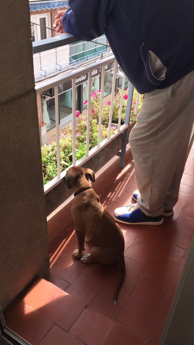 LaraSweetC's tweet photo. Cada dia que pasa me haces mas falta abuelo, no te imaginas lo mucho que te echa de menos Enzo, cada vez que va a casa siempre sale a la terraza y aun sigue buscandote por tu habitacion, te quiero y te voy a querer toda la vida. ☘️🐶👨🏼‍🦳 https://t.co/aSUTBqYACu