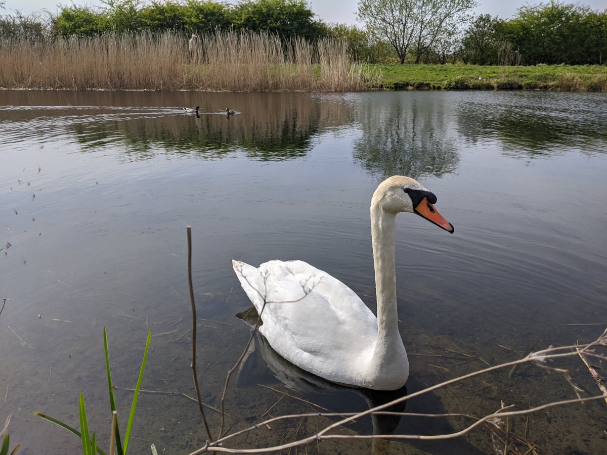 HelixFalkirk's tweet photo. All very serene on the Forth and Clyde canal just behind The #Kelpies @scottishcanals https://t.co/WoGIb0OgFQ