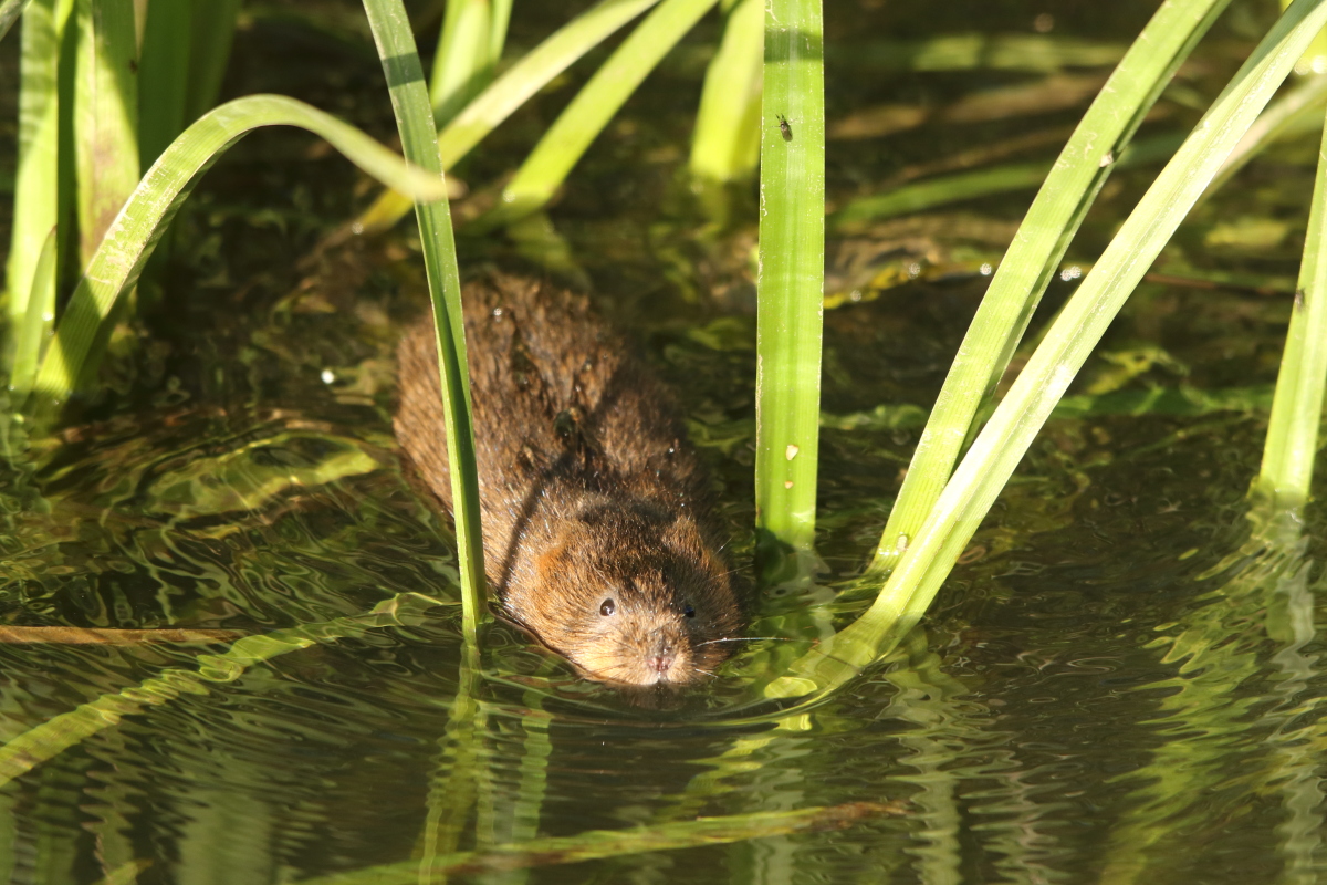 naturebygreen's tweet photo. A blustery morning - perfect to clear my confused head.
No expectations for water voles, they are much more elusive in windy weather.
And then this one appeared from the reeds and swam across the channel.  Such a gorgeous moment.
#NaturalHealthService https://t.co/8Hy80GZ6t1