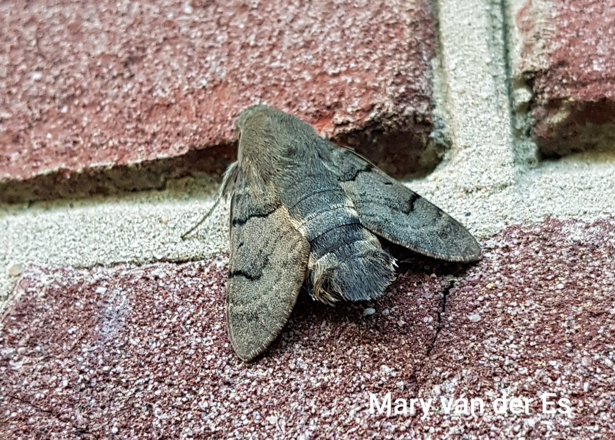 maryvanderes's tweet photo. #Meimotten

Dag 11.

De #Kolibrievlinder #Macroglossum_stellatarum #Humming_bird_Hawk_Moth
bezoekt allerlei soorten planten met buisvormige bloemen. 
Waardplanten: Walstrosoorten; ook meekrap.

@vlinderNL @Nachtvlinders @volgdenatuur @MijnN https://t.co/FHXuv1luyW