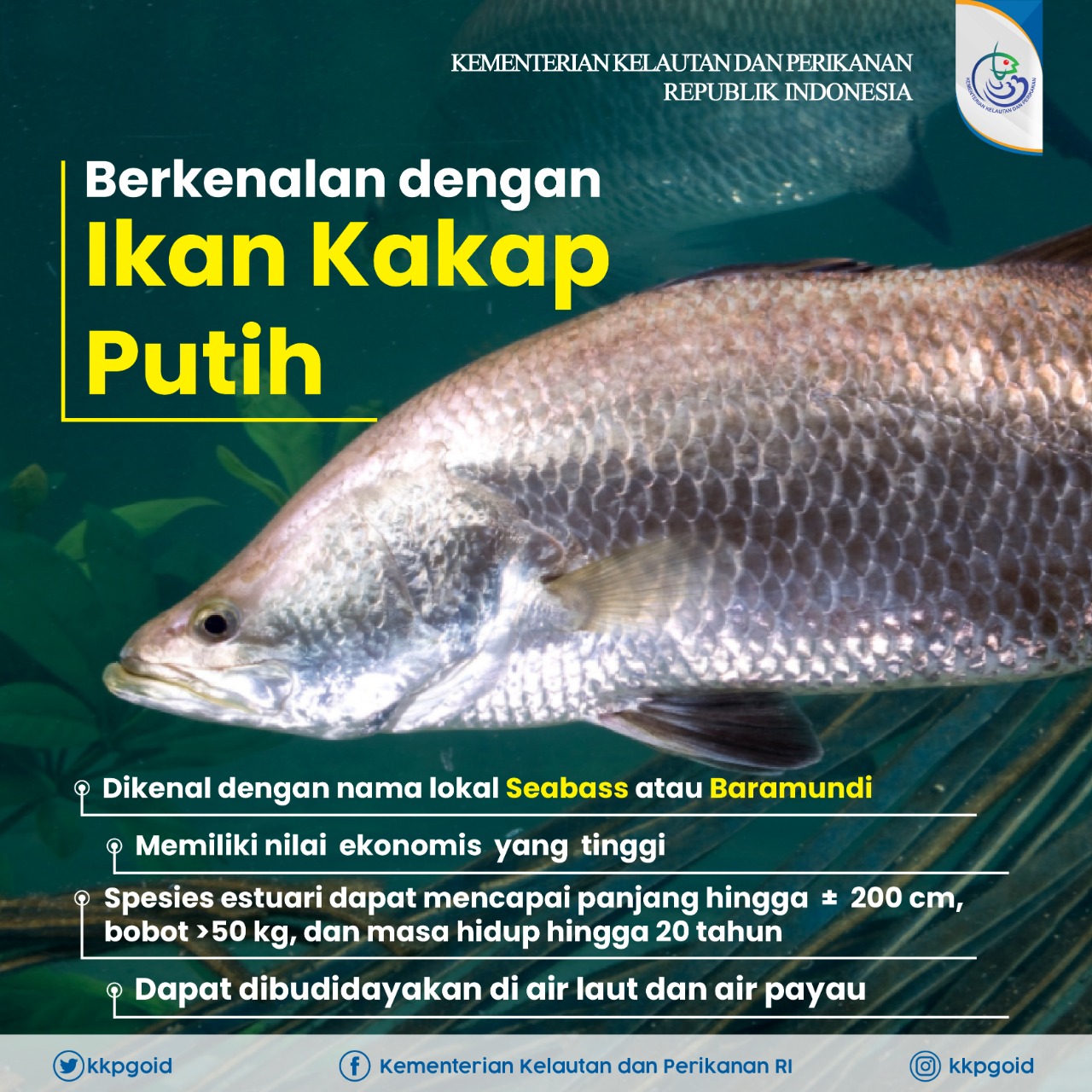 Kkp Ri On Twitter Selamat Berbuka Puasa Sahabatbahari Kalian Pasti Doyan Ikan Kakap Nah Kali Ini Mimin Ingin Mengenalkan Lebih Dekat Mengenai Ikan Kakap Putih Seperti Apa Detailnya Yuk Simak Infografis Di