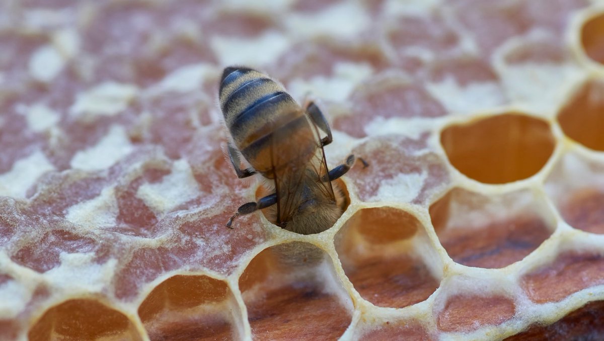 Looking for ways to celebrate #WorldBeeDay next week? Get out in the sunshine &amp; participate in <a href="/BeesCount/">BeesCount</a>! Snap a bee pic in your garden &amp; upload it to instagram with the tag #beecount. It twill appear on an interactive Global Pollinator Map on May 20! 🐝 beescount.org/index.html