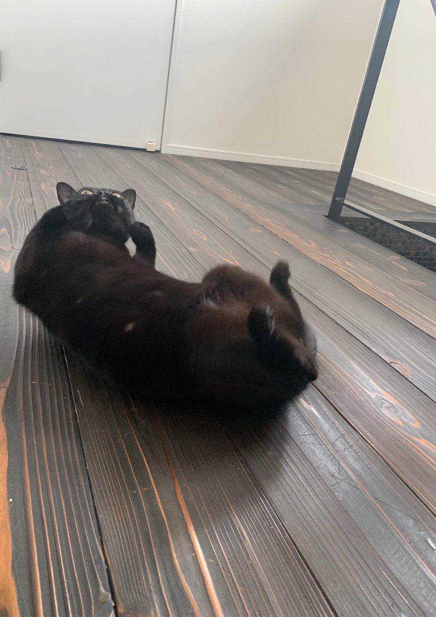 LION_BOMBAY's tweet photo. へんないきものが…
#黒猫 #猫の写真へたくそ選手権 https://t.co/hNeW8f7umh