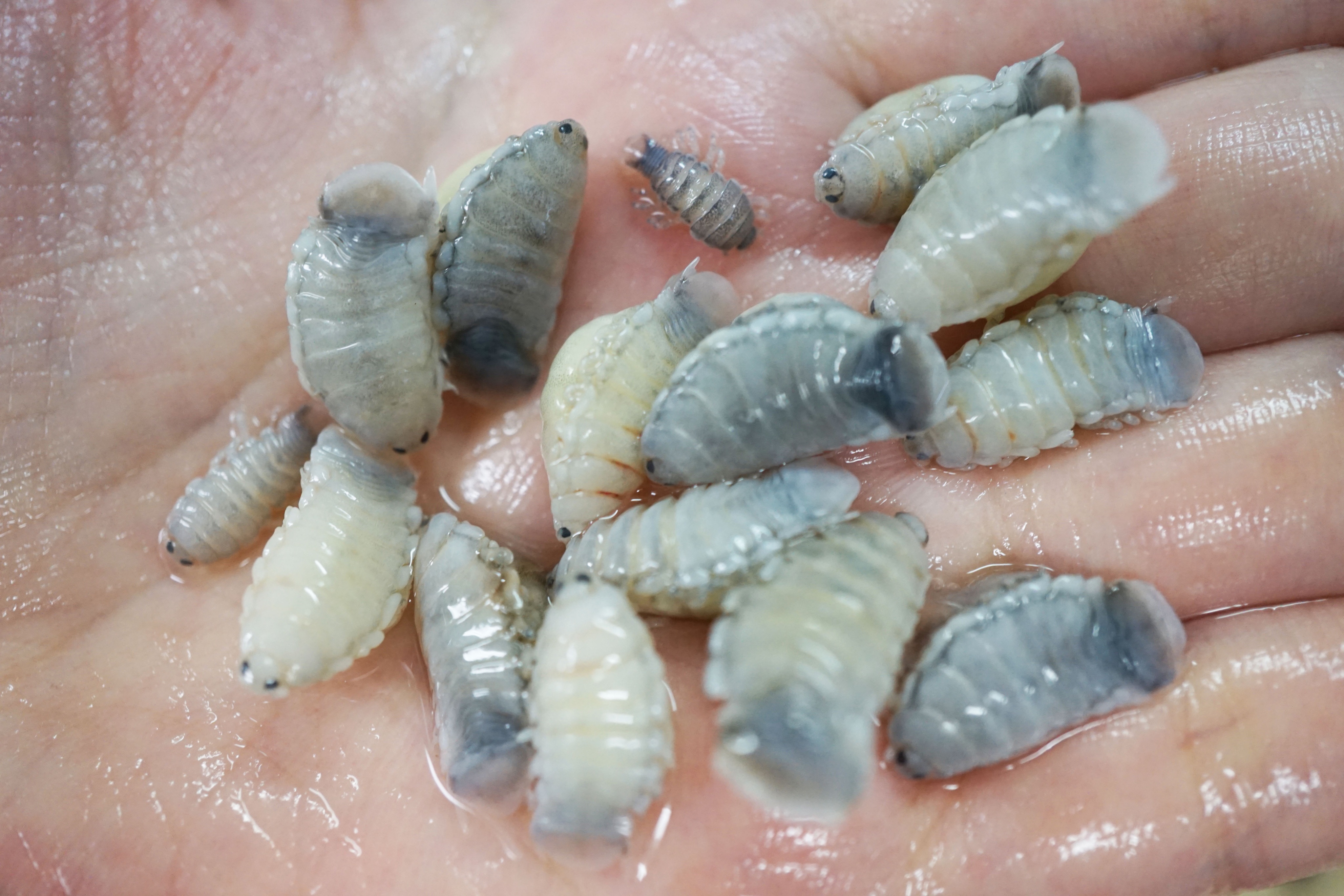 ささき寄生虫研究所 on X: ささき寄生虫研究所 on X: