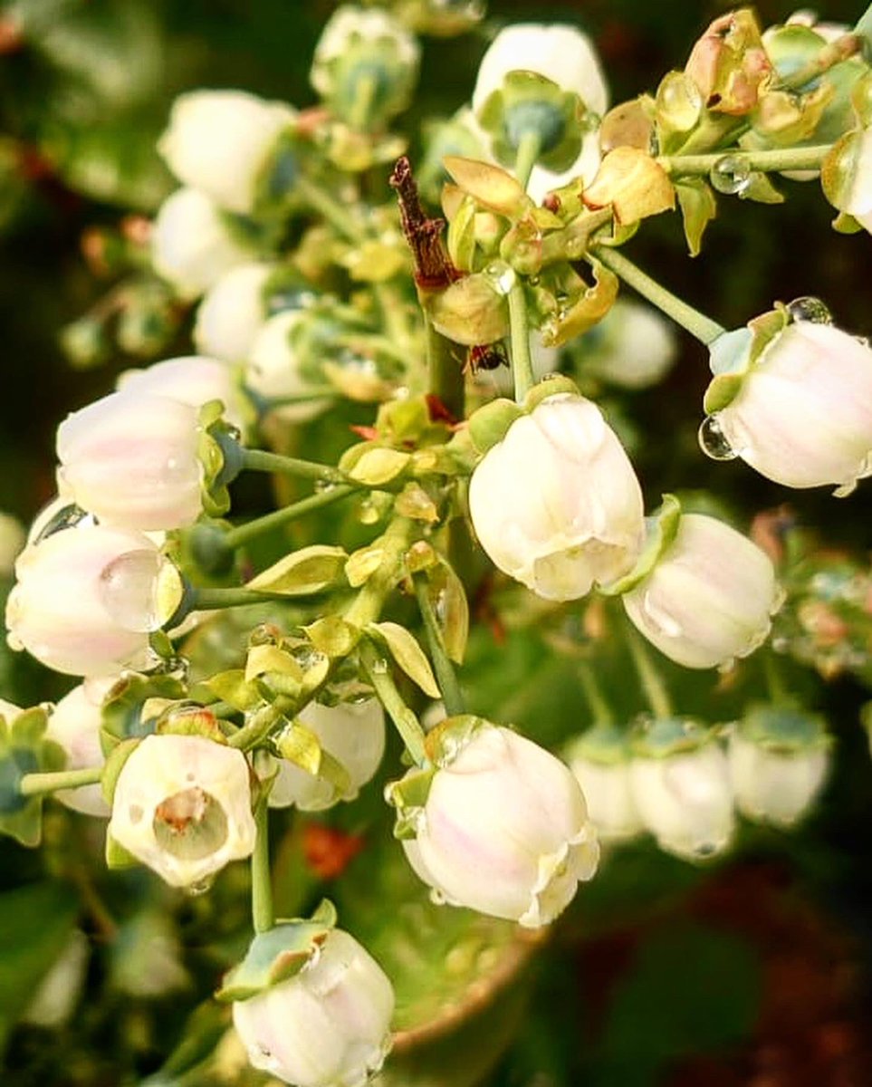 Plants365Ltd's tweet photo. MegasBlue in bloom! We can already see the very high yielding potential of this variety.

#blueberry #highyieldvariety #qualityfruit #vigorousplant #concentratedripening #machineharvest https://t.co/Sr7Vsb6k1g