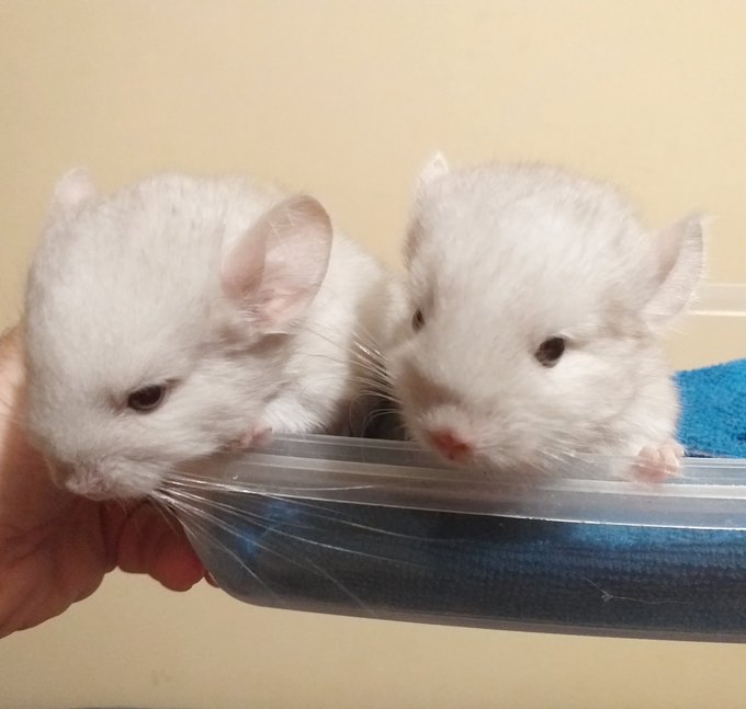 3 semanas despu&eacute;s de nacer parecen cerditos #puppy #chinchilla #brothers https://t.co/O57qkDVgBk<a href="/tag/puppy"class="tags">#puppy</a><a href="/tag/brothers"class="tags"><span>#brothers</span></a><a href="/tag/chinchilla"class="tags"><span>#chinchilla</span></a>