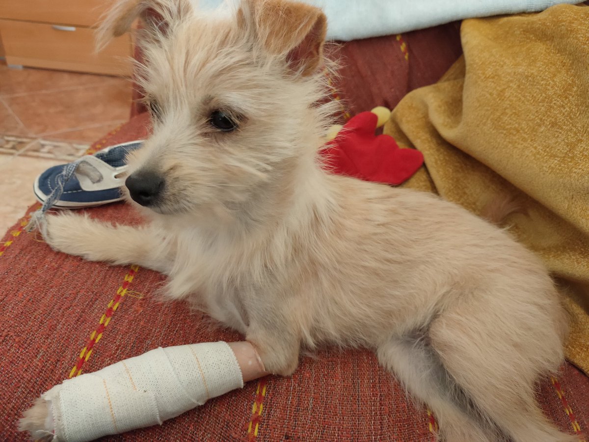 estercilla16's tweet photo. Acabamos de venir del veterinario. La patita va muy bien. Ya le han quitado el soporte que llevaba y debe empezar a apoyar la patita.
El día 20 le quitan los hierros que le pusieron por dentro. 
Ya queda menos.
#MayaTime https://t.co/Dat6GRQOWg