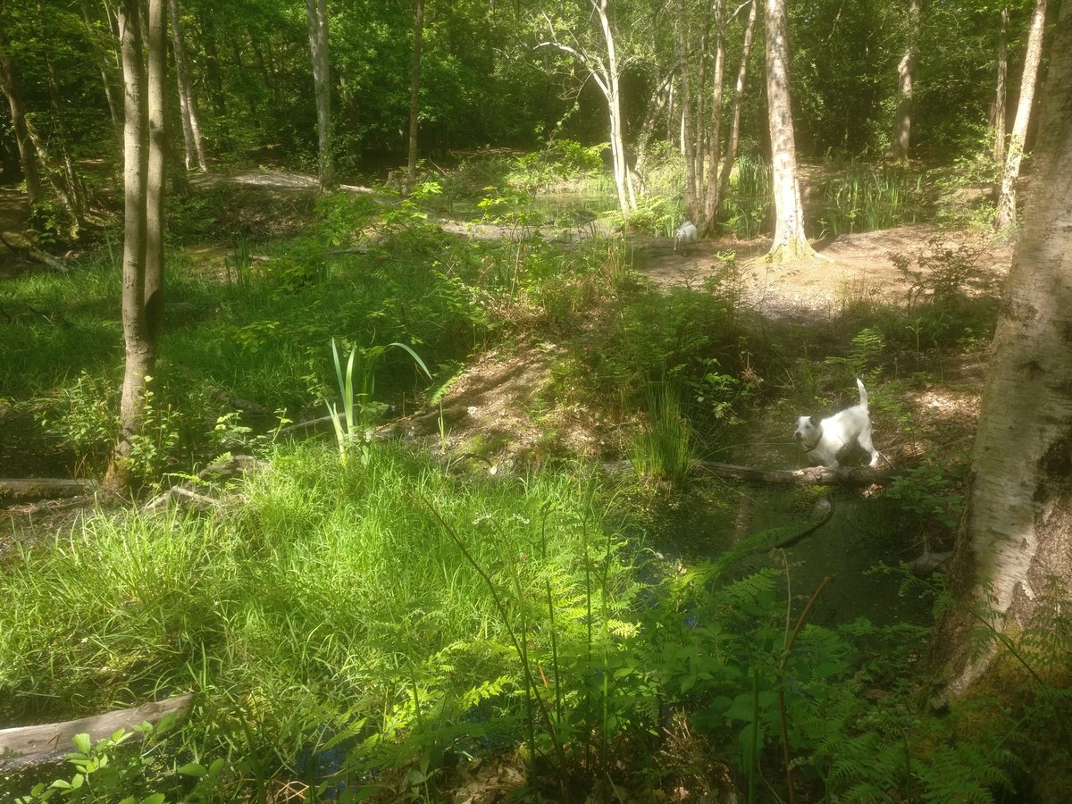 fiona_mac_scott's tweet photo. Once upon a time deep in the forest, there was a symphony of birdsong, a fairy lake, and a thirsty dog. https://t.co/DIqarpfWpH