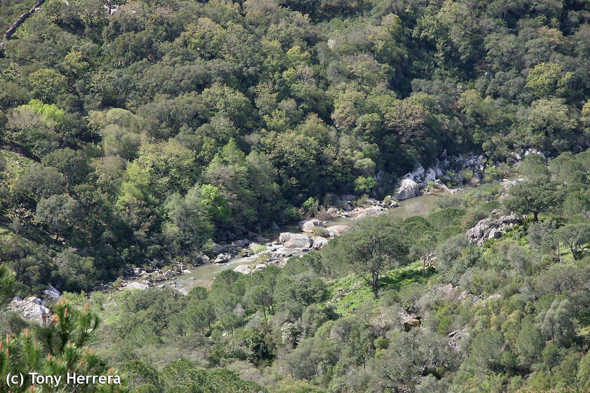 En <a href="/Q_CLIMA/">Q_CLIMA</a> analizamos estos días las necesidades especiales en ríos protegidos, por representar hábitats fluviales de la Red Natura 2000. (Foto: tramo del río Hozgarganta (Cádiz) uno de los seleccionados. <a href="/mitecogob/">Transición Ecológica y Reto Demográfico</a> <a href="/Hugo_Moran/">Hugo Morán</a> @teo_estrela <a href="/FNCAgua/">Nueva Cultura Agua</a> <a href="/Cirefluvial/">Centro Ibérico de Restauración Fluvial - CIREF</a> <a href="/riosconvida/">Ríos con Vida</a>