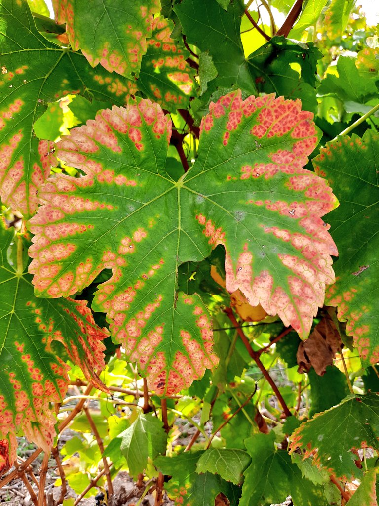 Patho Solutions tweet media