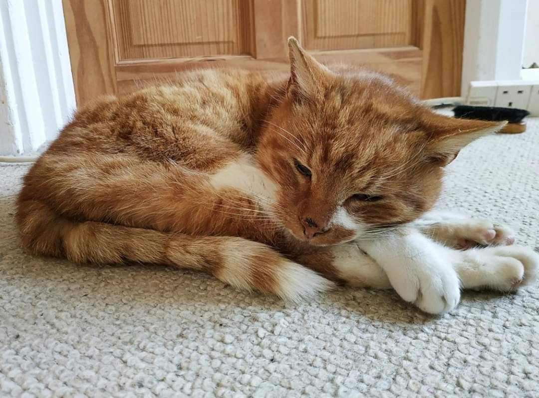 AlanDaffern's tweet photo. Male #GingerAndWhiteCat (name witheld) went #Missing 6 days ago, on the 5/5/20 from his home in #Bakersfield #Nottingham. #WindowWatchers, he has a very distinctive white stripe on the left handside of his face, four white paws and belly. 
#lostcat #notts https://t.co/0I7CuuogPO
