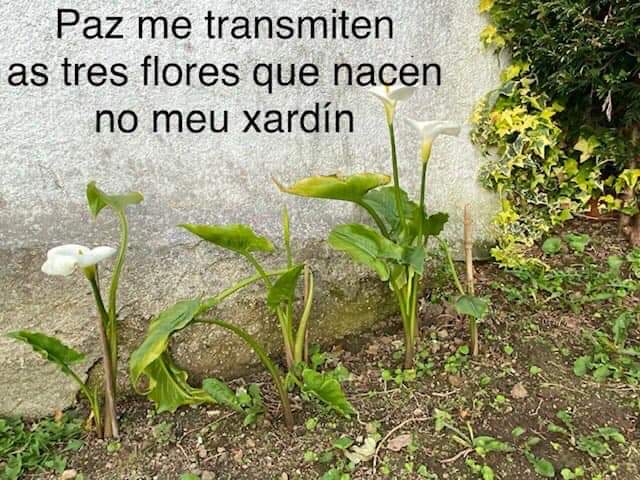 LaSalleInma's tweet image. Os “Haikus” son un xénero poético de orixe xaponesa. Son 3 versos sen rima, de 5, 7 e 5 sílabas, respectivamente. A temática é sobre a natureza ou a vida cotiá, centrándose nunha época ou momento do ano. Estos foron escritos pola rapazada de 5º #Inmaxina #SomosLaSalle