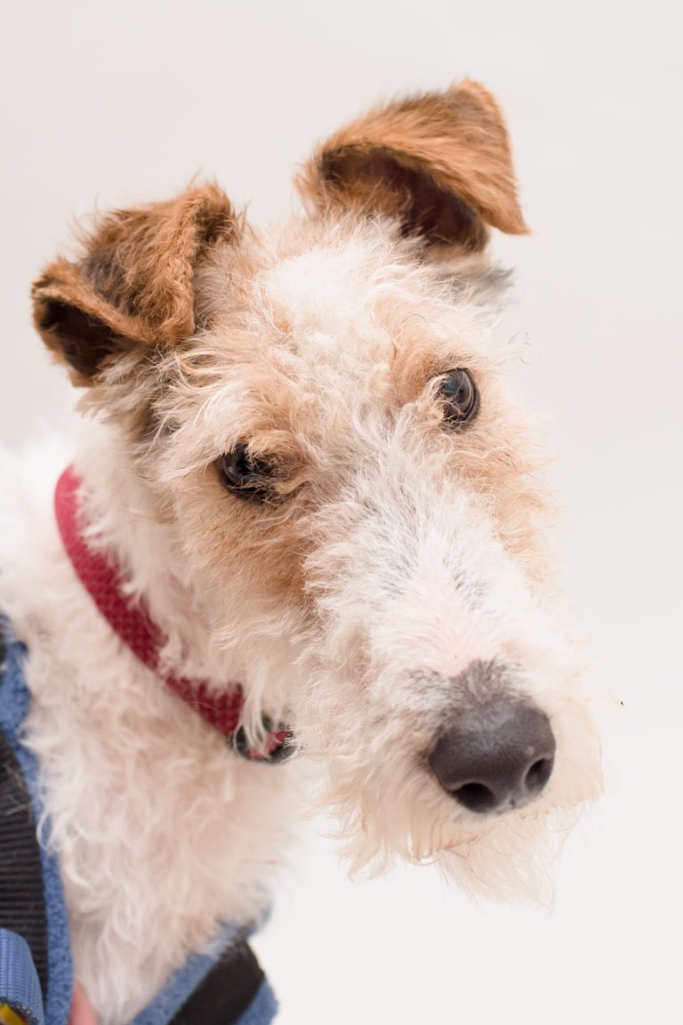 Terrier SOS tweet media