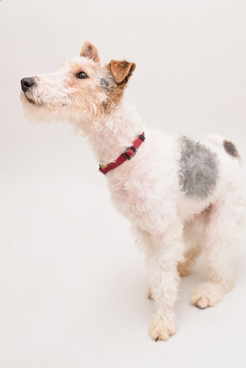 Terrier SOS tweet media