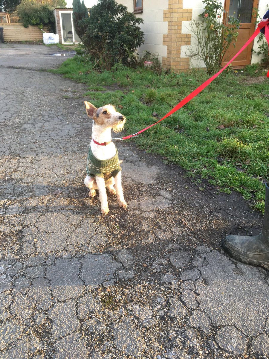 Terrier SOS tweet media