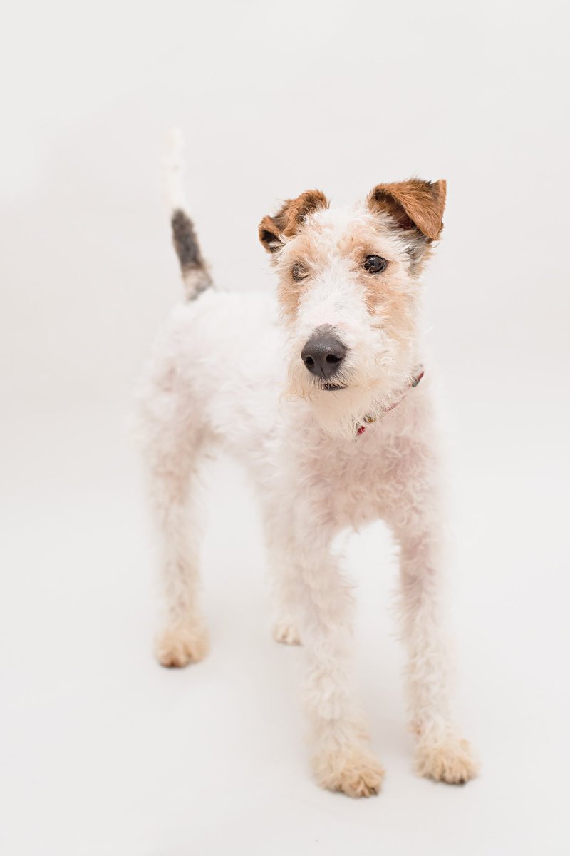 Terrier SOS tweet media