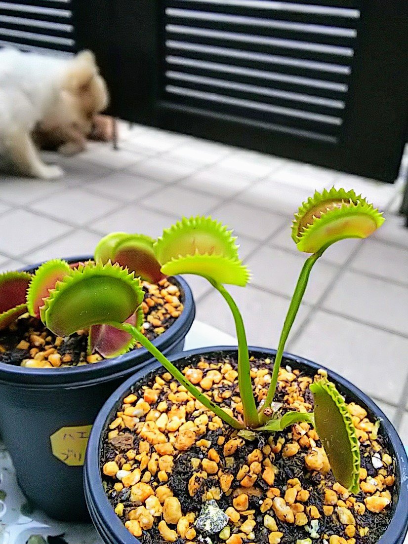 ポメ プー わん S養母 1型糖尿病の私 ハエトリソウ 背高のっぽのシャークティース 食虫植物 トゲトゲが短いタイプ 成長が遅いからなかなか増えない ハエトリソウ シャークティース 背高のっぽ 食虫植物 補虫部 トゲトゲ短い 可愛い