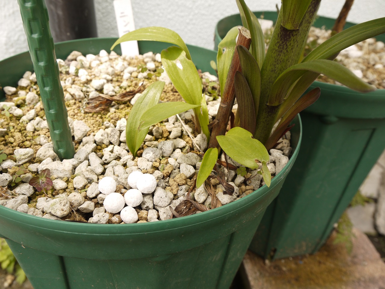 Exsierra 気温上昇とともに伸びるカサブランカとニンフ ニンフは分球しまくっているようなので今年は植え替えと選別をしなければ 重労働 T Co Zmec3bq3k0 Twitter