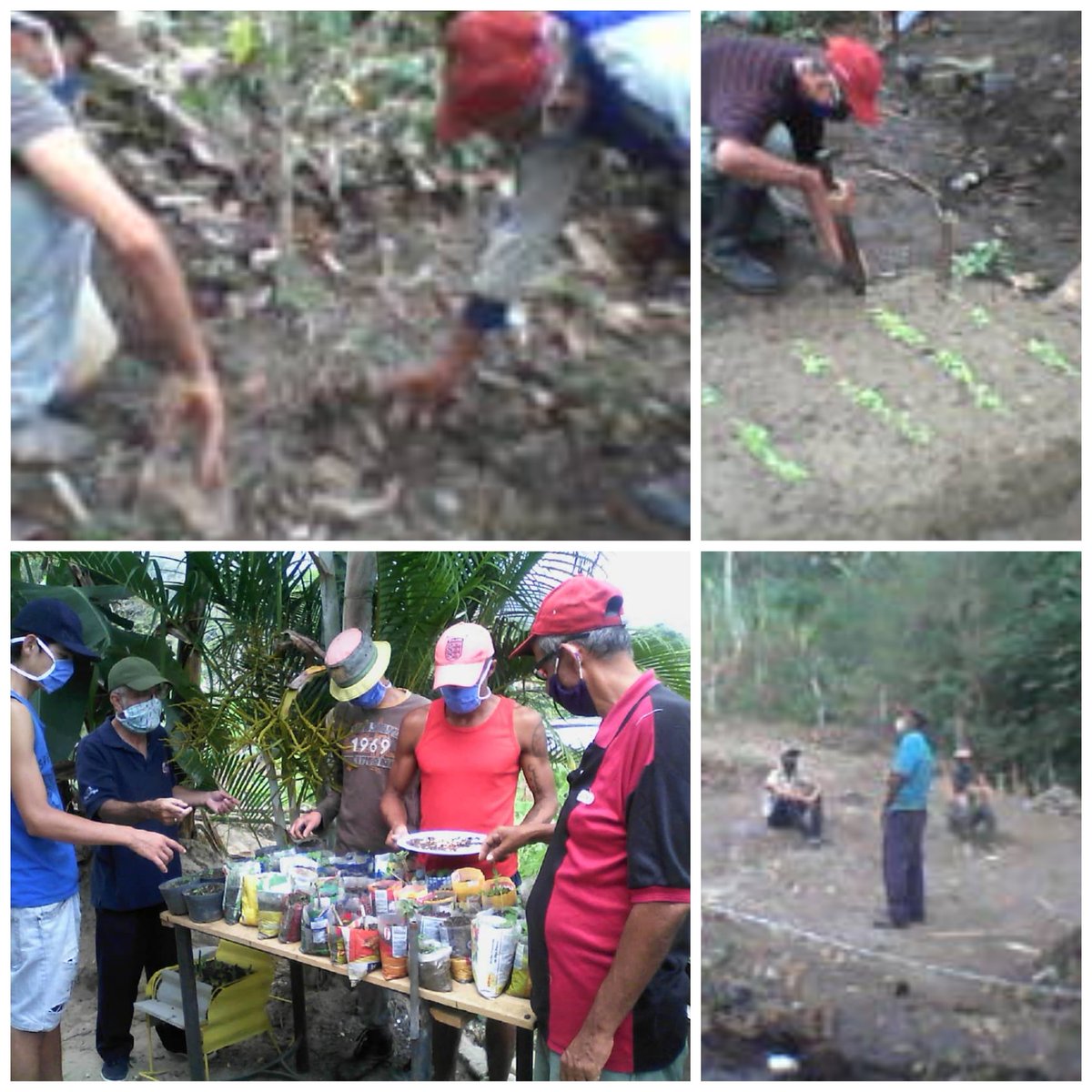 CarmenCarreroS's tweet photo. #6May Munic. Córdoba #Veracruz con 20 partíc. inició el 30/3/2020 Elaboración semilleros: pimentón, aji dulce, lechuga y cilantro (70horas) del curso "Básico de Hortalizas (273horas), MTV Alexis Medina y Lic Humberto Carrero adsc. #IncesTextilParamillo  #Tachira @WuikelmanAngel https://t.co/HuZ9qhK584