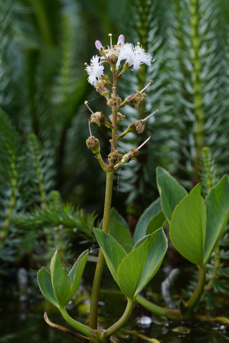 Family 12 is the bogbean family (Menyanthaceae)It's back to the pond for this family of wetland plants, which mostly have frilly petals.Bogbean (Menyanthes trifoliata)