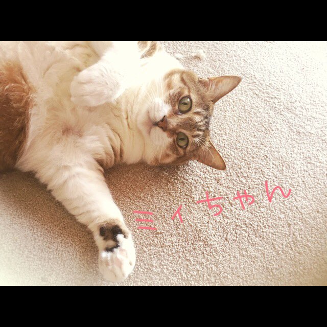 ayasuke_48's tweet photo. 13年の時を経て本日
5月11日愛するミィちゃんが
天国へと旅立ちました。

たくさんの幸せをありがとう🥰
そして、最後の最期までご苦労様🙌🏻
頑張ったね🥰

#愛猫
#ミィちゃん
#天国 でも
#幸せにね
#猫好き さんと繋がりたい
#愛してる 
#たくさんの
#ありがとう https://t.co/R2pHdI3GU2