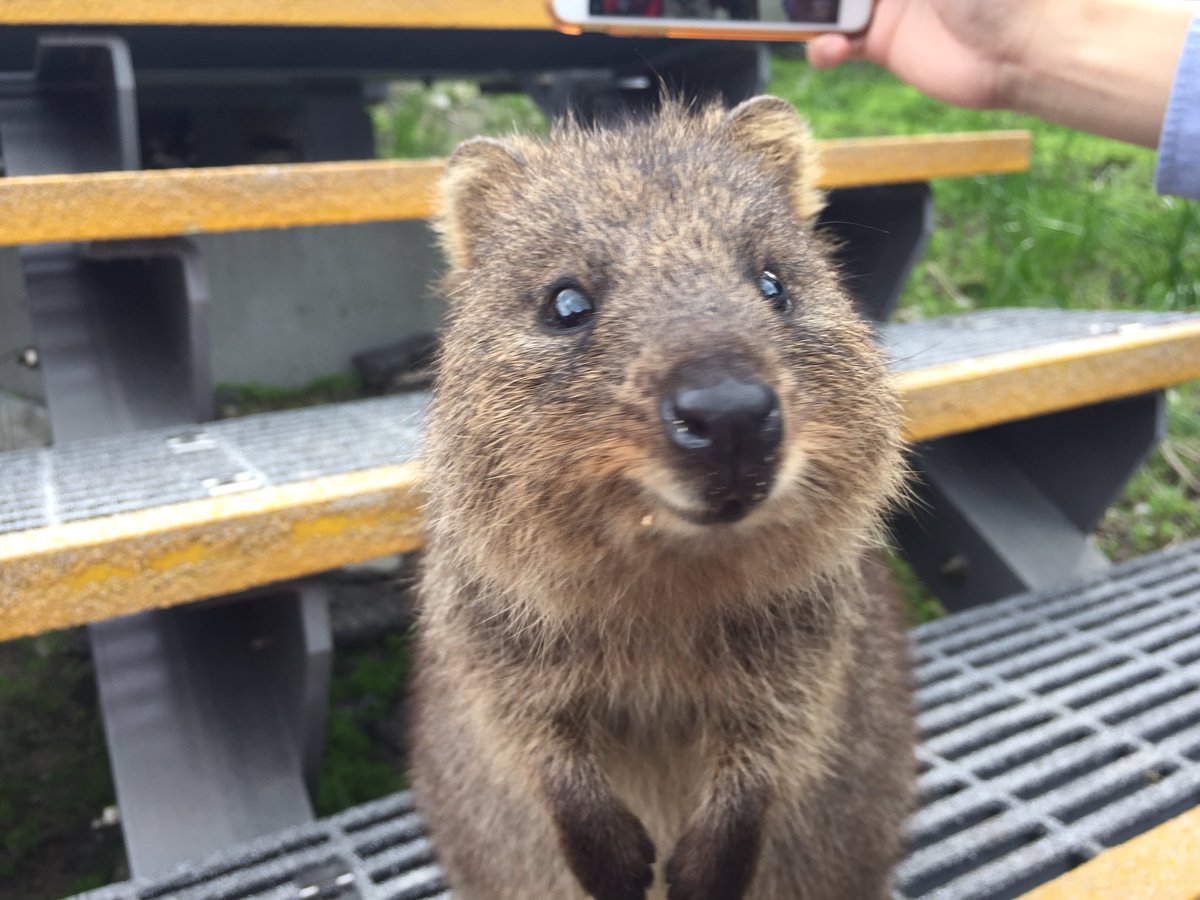 アレルギーっ子の旅する情報局cat Twitterissa 埼玉の動物園にクォッカワラビーが来たんだってー 写真のはオーストラリアの クォッカワラビーマジ可愛いよ ウォンバットのが好きだけど