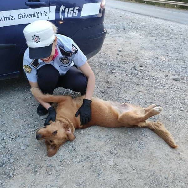TheMASBros's tweet photo. Geçirmekte olduğumuz bu zor dönem de, nöbet tuttuğu her gün; bu canımızı doyurup, parazitlerini (KENELERİNİ) temizleyen KOCAMAN KALPLİ, DÜNYALAR GÜZELİ POLİSİMİZİ bulmamıza yardımcı olur musunuz? Kendisi için küçük bir hediyemiz var.
#notecosmeticscyprus #masbrosgroup #polis https://t.co/HfwLeL2n02