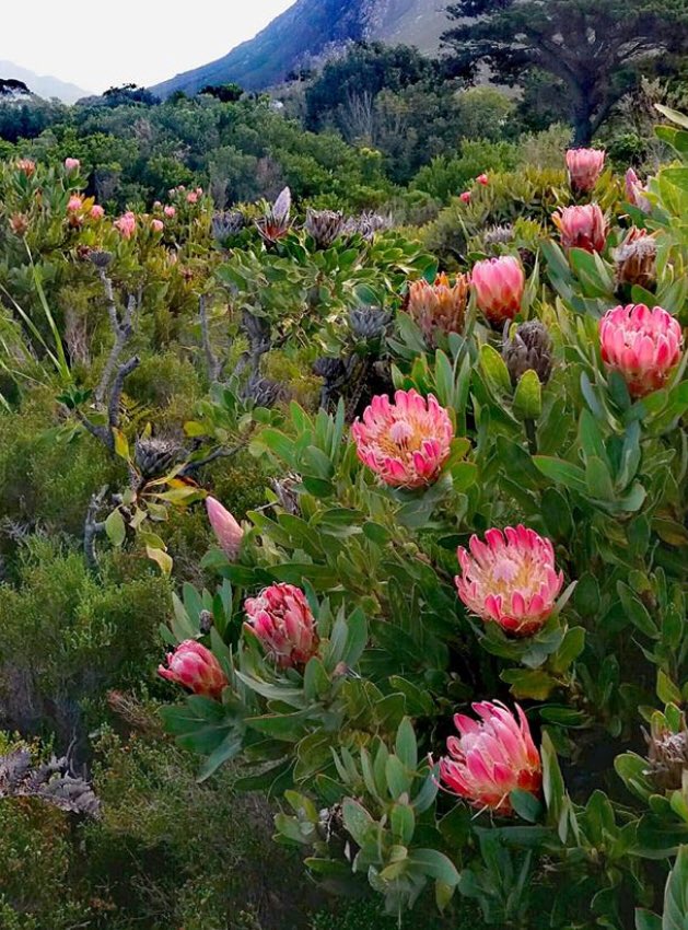 greenforcerob's tweet image. Good morning - looking to give your garden a makeover ? Require tree felling done? S Suburbs and Constantia/Tokai area