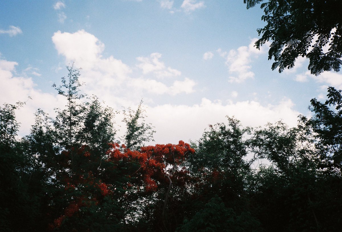 thecaptureth's tweet photo. รูปฟิล์มจากตอนที่ไปเที่ยวเขาใหญ่ 🍃 #film #filmphotography #35mm #FilmTwitter #film #khaoyai #รีวิวเขาใหญ่ #รีวิวที่พัก https://t.co/R7XKwt59eE