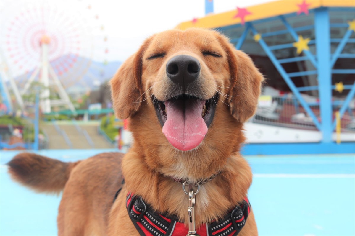 那須ハイランドパーク 保護犬今日の一言 笑ってると笑えることが舞い込むよ 那須ハイランドパーク 保護犬 Sos活動 この後おやつをいっぱいもらいました T Co 1ocexdjdhs