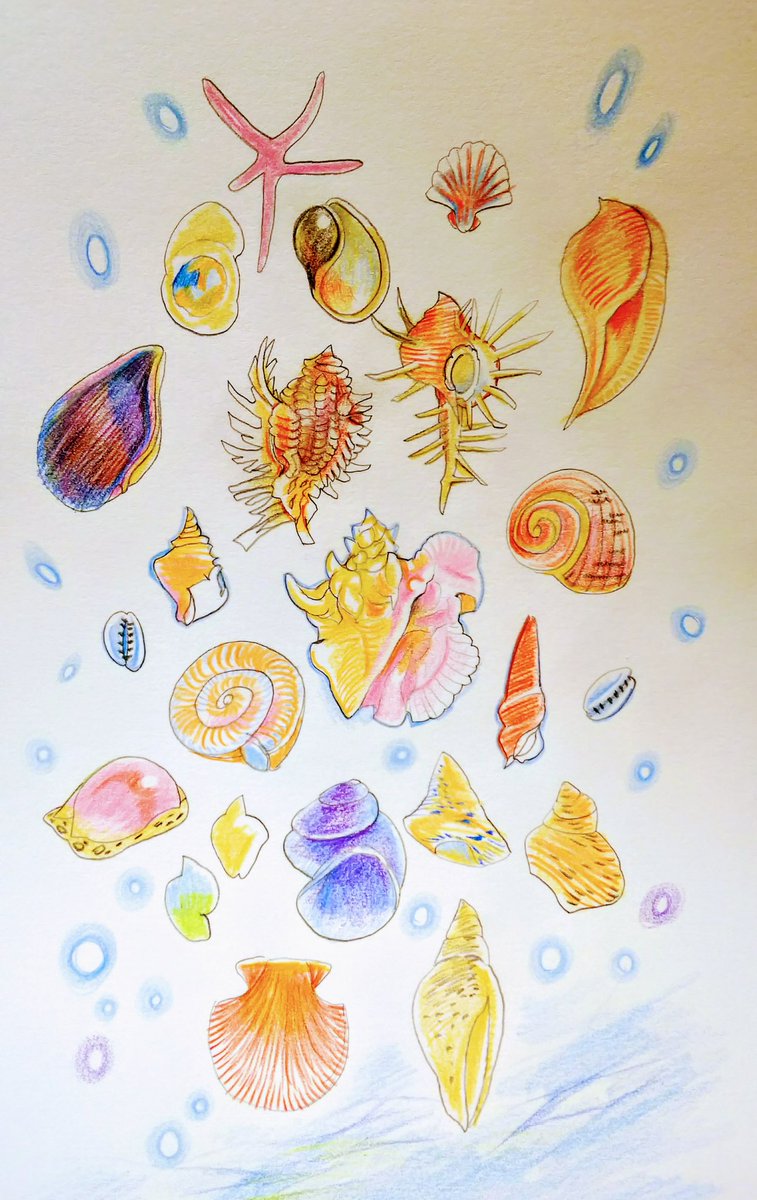 秋水 貝殻 あと2枚で仕上がる 10枚季節絵 色鉛筆 色鉛筆イラスト T Co Jnd6pqvz6o Twitter
