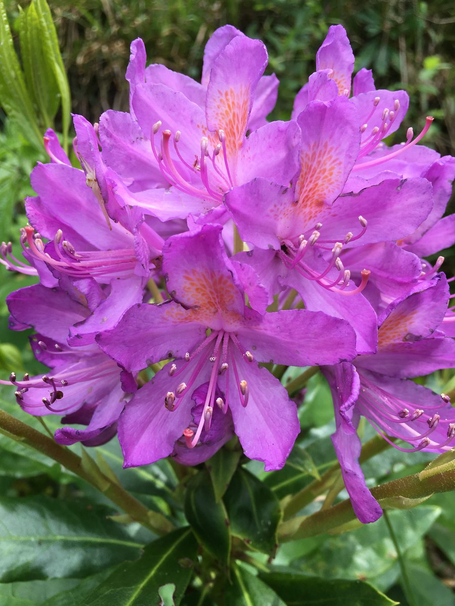 On a hot sunny walk from home yesterday #roamsweethome afternoon we found the field had been freshly ploughed, the bluebells are nearly over, but the rhododendrun, elderflower and honeysuckle were all flowering...great signs of May!