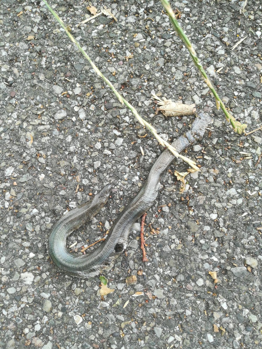 RGMeijer81's tweet photo. @tonswagten @DagmarHeidinga @Natuurmonument Lijkt me wel. In bepaalde perioden en bij relevante weersomstandigheden zou een waarschuwing van de natuurbeheerder, zo niet een verbod van wegbeheerder, op dergelijke routes op zijn plaats zijn. @staatsbosbeheer @drentslandschap https://t.co/diNS4ffiWG