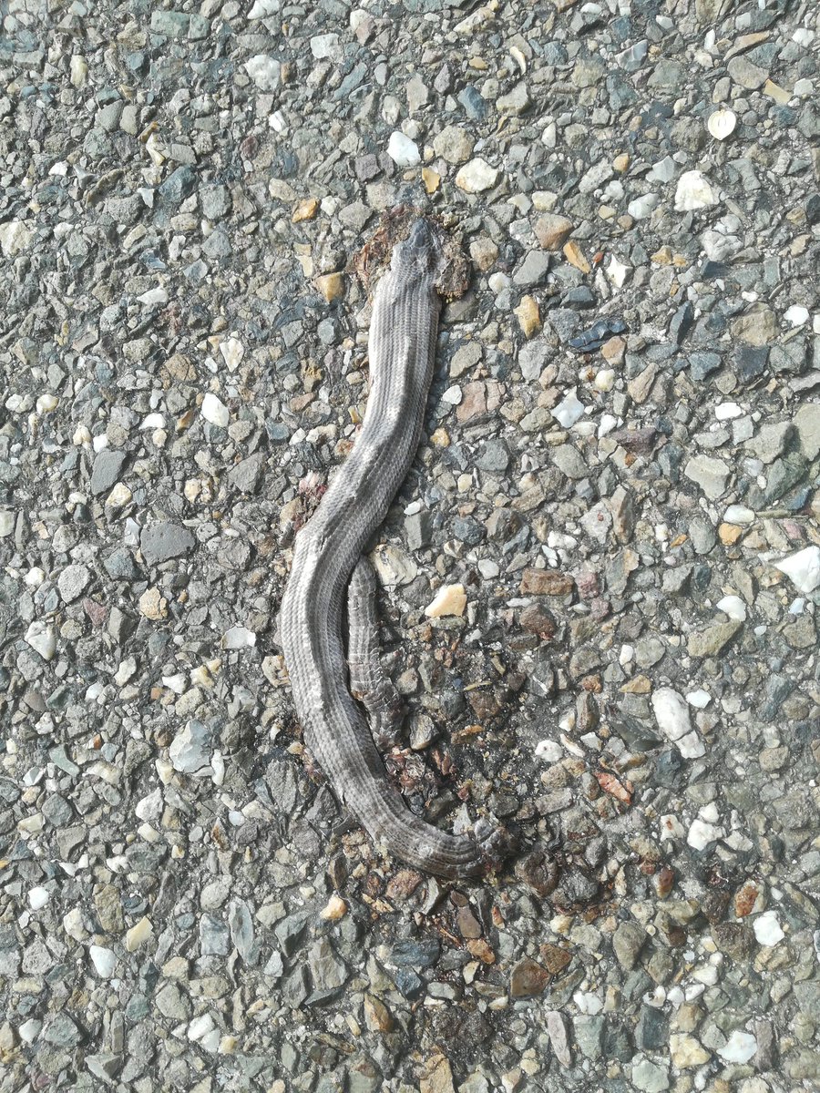 RGMeijer81's tweet photo. @tonswagten @DagmarHeidinga @Natuurmonument Lijkt me wel. In bepaalde perioden en bij relevante weersomstandigheden zou een waarschuwing van de natuurbeheerder, zo niet een verbod van wegbeheerder, op dergelijke routes op zijn plaats zijn. @staatsbosbeheer @drentslandschap https://t.co/diNS4ffiWG