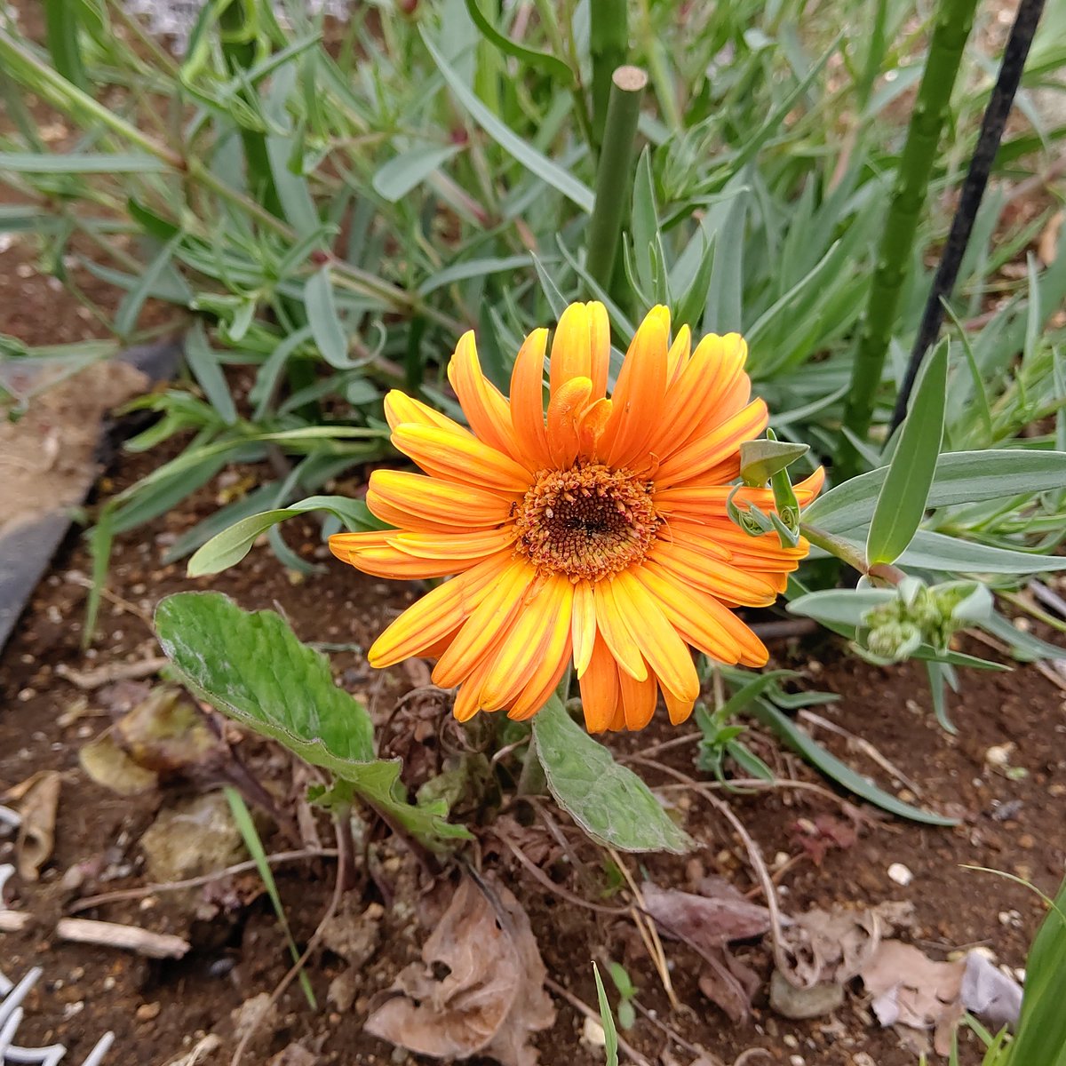 えいち 庭の草木花 ガーベラ 存在感があり 好きな花の一つ 宿根草だから毎回花が咲くのも嬉しい ガーベラは全体での花言葉と 色ごとの花言葉があるのが面白い ４枚目はおまけの ネギ いつもうどんに使う ガーデニング 花