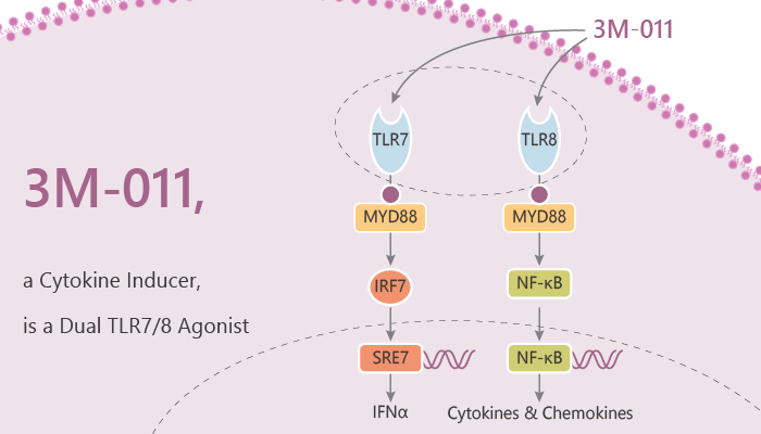 MedChemExpress's tweet photo. 3M-011 is a potent dual toll-like receptor #TLR7/8 #agonist and a cytokine #inducer. 3M-011 significantly inhibits #H3N2 #influenza viral replication in the nasal cavity. #radiotherapy. 3M-011 strongly has #antitumor action. #drugdiscovery. https://t.co/dK5PeImoCf https://t.co/dnQmTSboXs