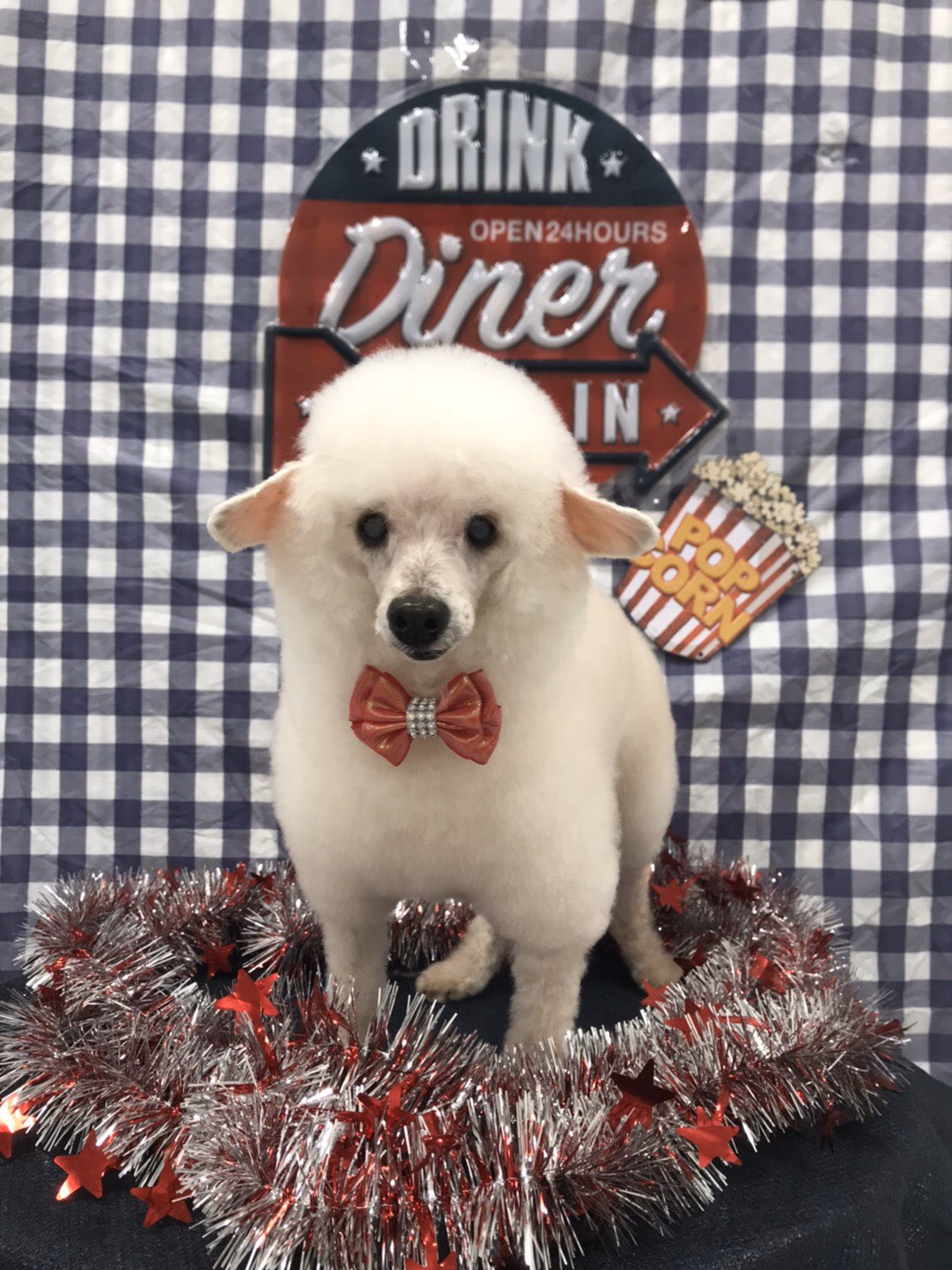 Twitter 上的 ワンニャンハウス新山下店 抱っこできちゃうプチアルパカ登場 ではなく トイプードルちゃんがアルパカカットに挑戦しました 耳と顔と足がスッキリなのでこれからジメジメの季節ですが 清潔に保てるし 可愛いし一石二鳥ですね モデルはスタッフの