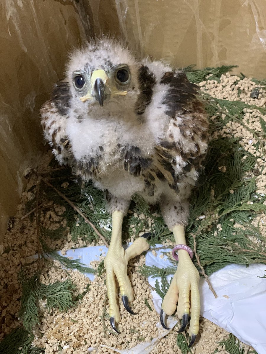 #ハリスホーク♀
25万税別です。