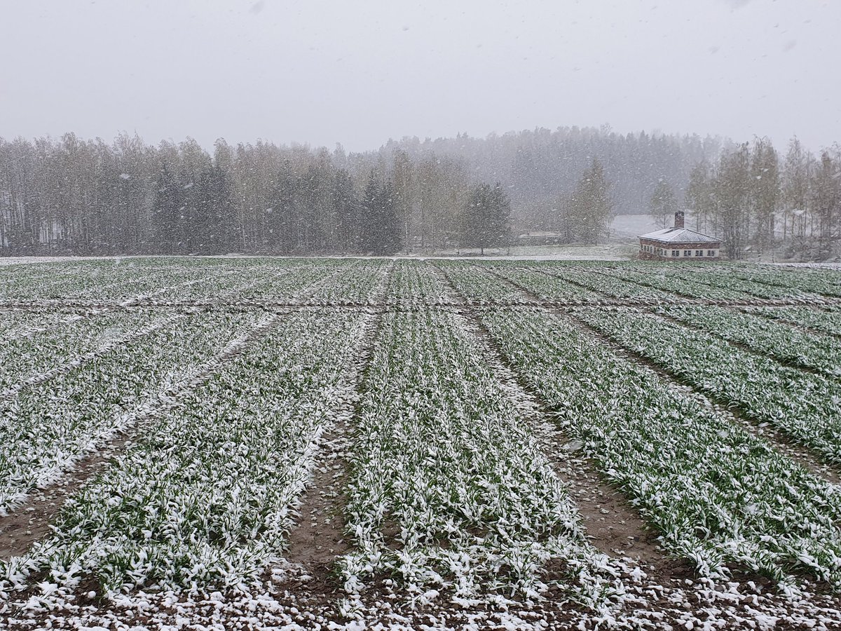 liespuu's tweet photo. Plans have changed. We don't measure winter wheat nitrogen uptake today. #HandHeldSensor #Growing_period started 19.4. #Effective_temp_sum. now 50 oC. #YaraKotkaniemi #Vihti #Finland https://t.co/dsmyh0yH0Z