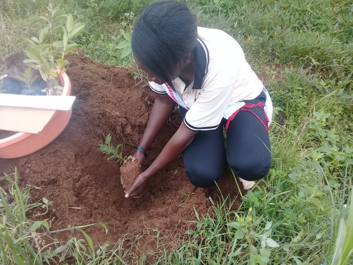 MourineAsiimwe's tweet photo. I plant a tree for every new follower.
No.15
@Centre 4 eco Learning
This is how you have contributed towards environmental conservation through tree planting.
#missconservationKigezi2019/20 #plantaTreePlantHope #modelgarden https://t.co/b2pAvcDi5q
