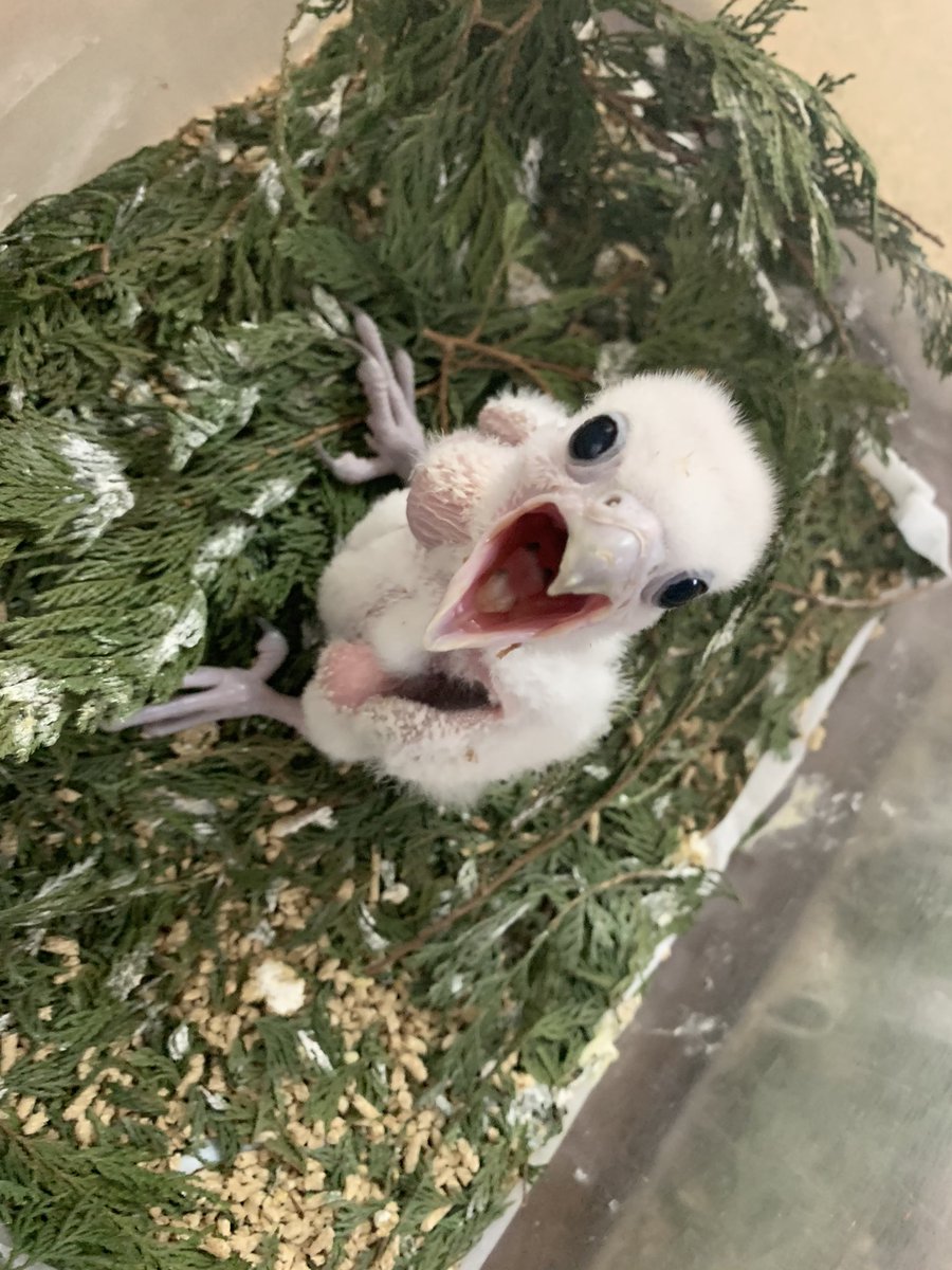 #セイカー 販売中です。