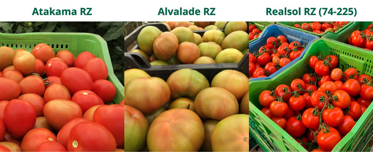 innovamosjuntos's tweet photo. La experiencia compartida nos permite poder recomendarte estas variedades de #tomate 🍅

https://t.co/g64EHMoy9X
 
#AtakamaRZ, #AlvaladeRZ, #RealsolRZ (74-225), #PizarroRZ, #RychkaRZ y el Catálogo 2020/21. https://t.co/7MMjqUlSY6
