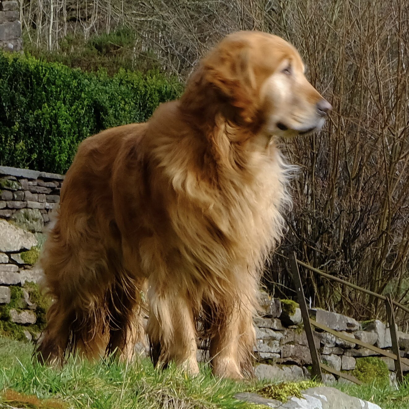 Monty Don On Twitter I Am Very Sorry To Announce That Nigel Has Died He Slipped Quietly Away With No Pain Or Suffering And Is Now Buried In The Garden With Lots