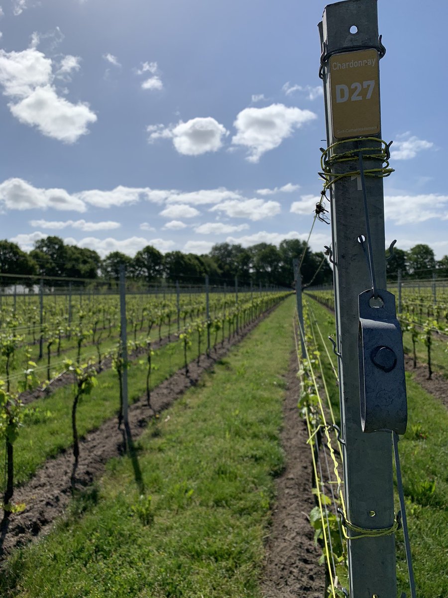 SchillemansMZ's tweet photo. Wat ziet het er prachtig uit op het wijndomein van Catharinadal in Oosterhout.
Mooi om te zien hoe de samenwerking verloopt tussen onze medewerkers @midzuid en de vrijwilligersgroep
#wijndomein #catharinadal #Oosterhout #wijn #druiven
#MidZuid #werktvooriedereen https://t.co/HO9RQBJlkY