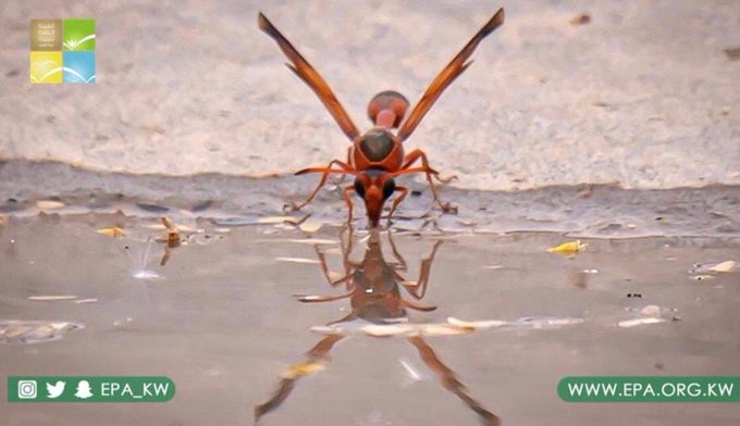 عرض الصورة على تويتر