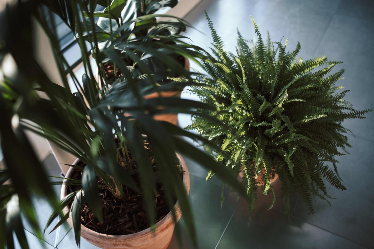 Looking for a way to spruce up your WFH environment? 

Our top tip: surround yourself with fresh plants! 

We love to fill our buildings with plants - not only are they said to improve mood, stress levels and productivity but we also think they look rather lovely 🌱